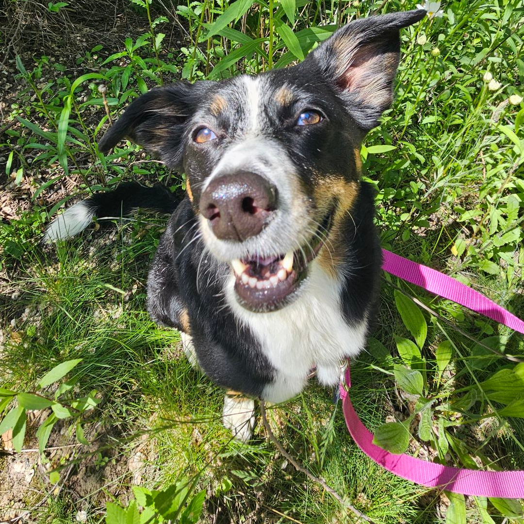 she has big ears and eyes that go in different directions